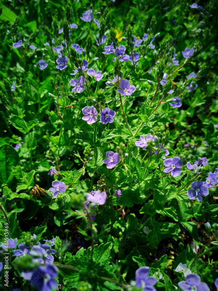 Wildflowers close-up. Lilac flowers.