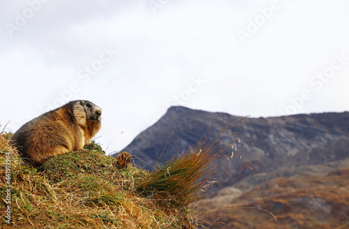Ein Murmeltier im Herbst im Hochgebirge von   sterreich