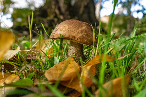 Autumn mushroom growing under a forest aspen - 02