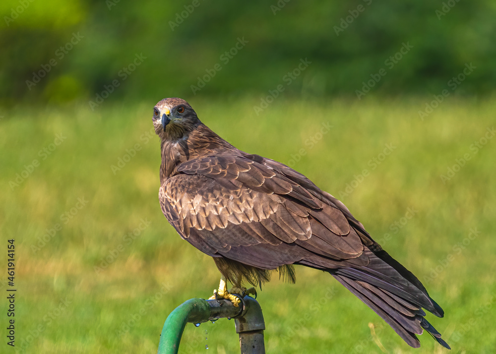 Black Kite looking into the camera Black Kite looking into the camera