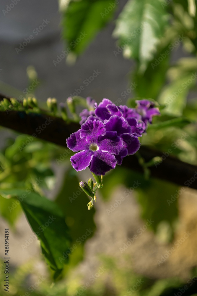 Flor pequeña de color morado Stock Photo | Adobe Stock