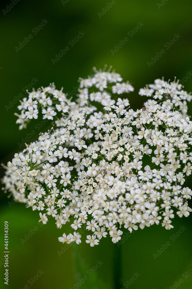 Blooming ground elder plant on a green background macro photography on a summer day. Flowering grass with small white flowers in the summer, close-up photo. Aegopodium podgraria flowers in summertime. Blooming ground elder plant on a green background macro photography on a summer day. Flowering grass with small white flowers in the summer, close-up photo. Aegopodium podgraria flowers in summertime.