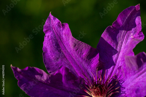 Fototapeta Naklejka Na Ścianę i Meble -  Blooming purple clematis flower on a green background in summertime macro photography. Traveller's joy garden flower with lilac petals closeup photo on a sunny summer day.