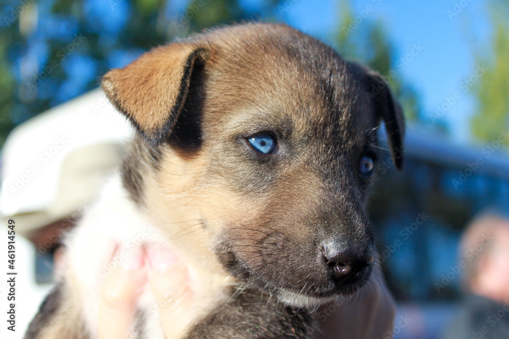 Blue Eyed Alaska Husky Puppy