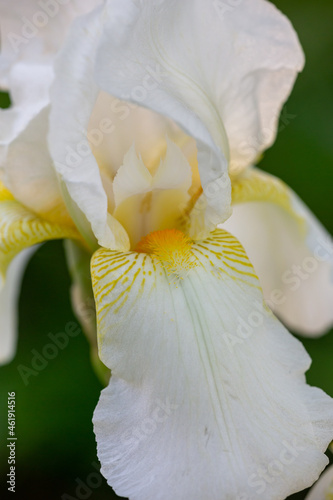 White iris flower in a sunny summer day macro photography. Blossom garden flower with big white petals close-up photo in summertime.	
