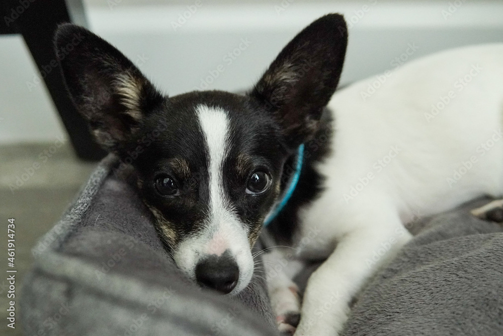 Rat Terrier Chihuahua Staring into Camera