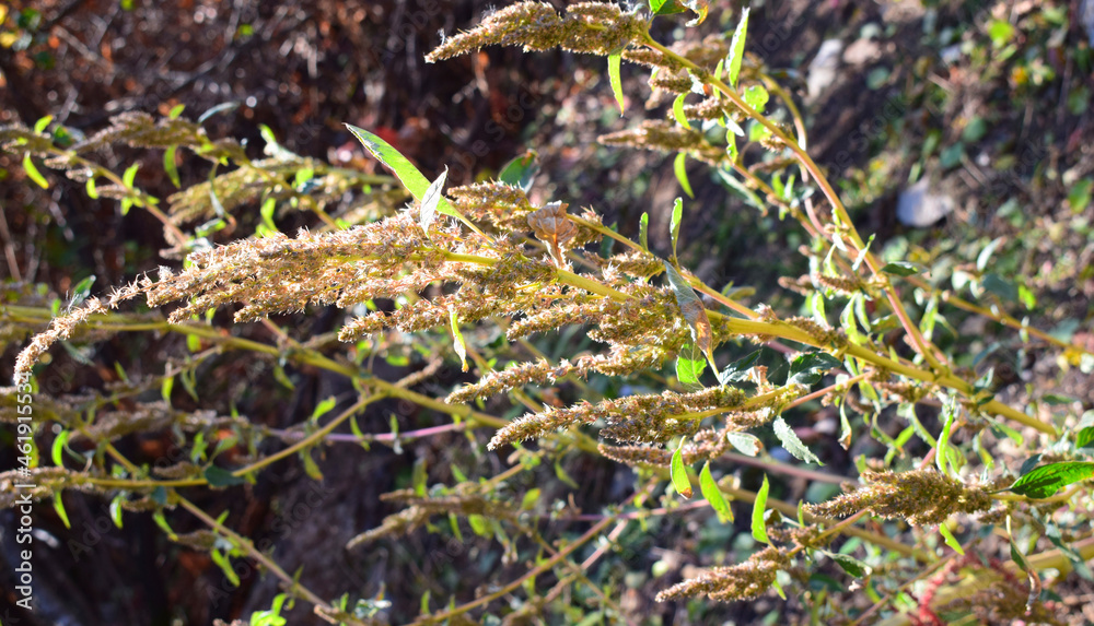 Stem common amaranth with seeds and leaves. Amaranthus retroflexus, red-root amaranth, redroot pigweed. Stem common amaranth with seeds and leaves. Amaranthus retroflexus, red-root amaranth, redroot pigweed.