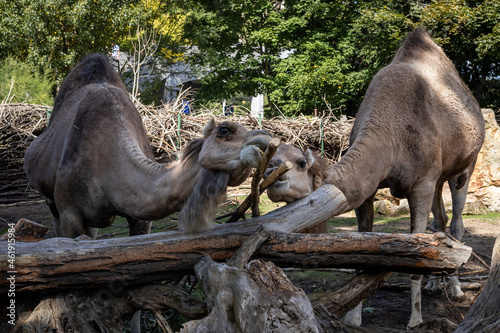 Two camels in the zoo.  © Kati Lenart