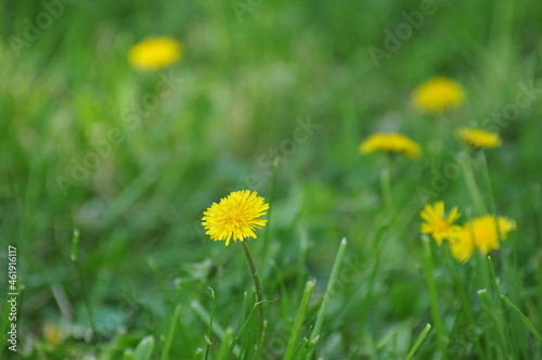 yellow dandelions in the grass