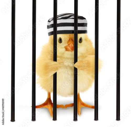 Cute cool chick prisoner jailbird with striped cap behind bars funny conceptual image. Funny baby animal concept photo