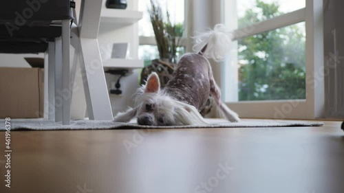GOTHENBURG, SWEDEN - 19 JUNE, 2021: Funny dog scratches himself against the carpet. 4K footage. Chinese crested dog.