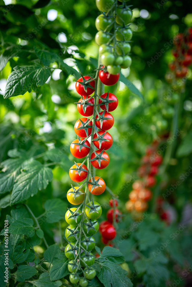 Obraz premium Beautiful red ripe cherry tomatoes grown in a greenhouse