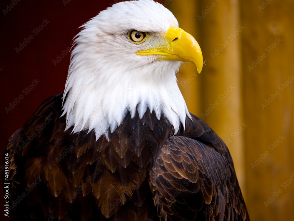 Obraz premium golden eagle