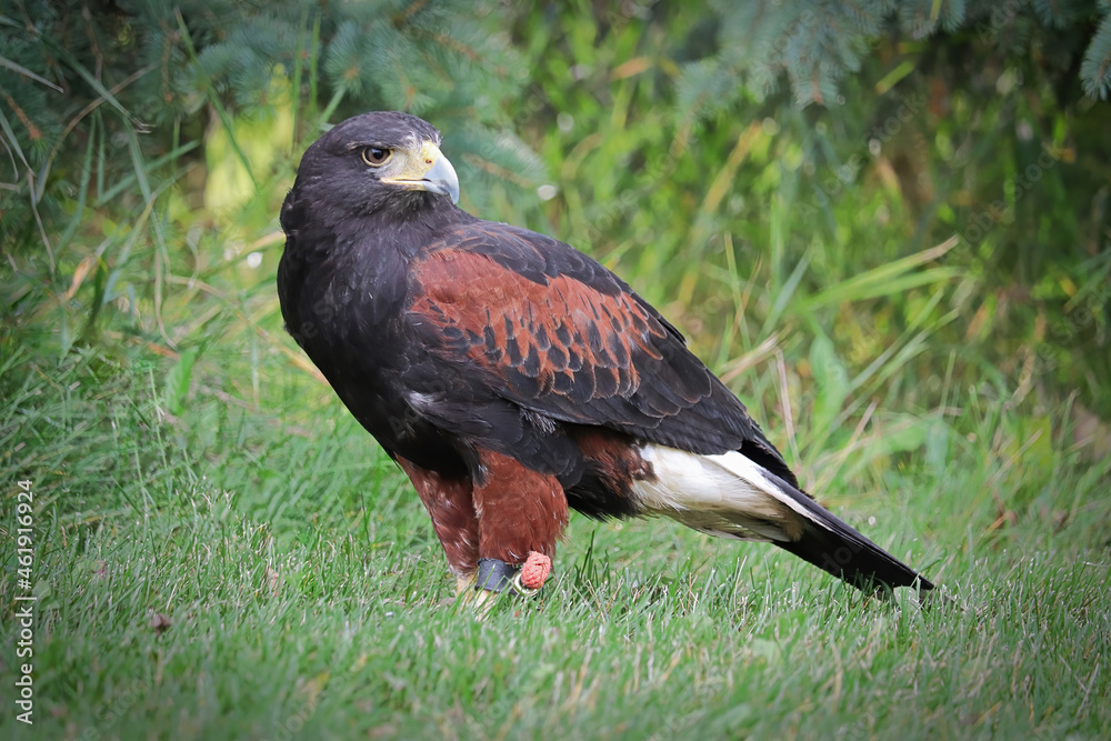 Obraz premium Side profile of a Harris's Hawk on the grass