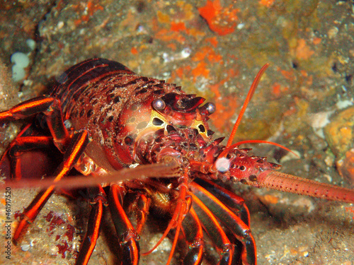 Closeup shot of a California spiny lobster
