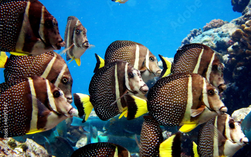 Closeup shot of white-spotted surgeonfish (acanthurus guttatus) photo