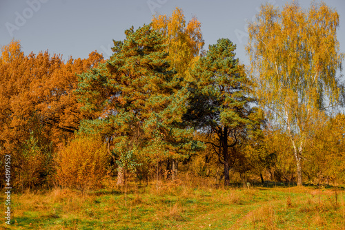 autumn forest on a sunny day