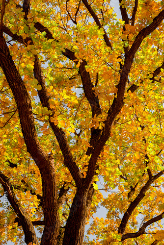 oak tree with autumn branches and leaves