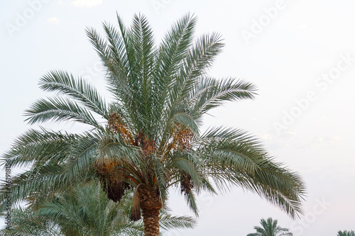 Date palms with fruits against the background of the evening sky.