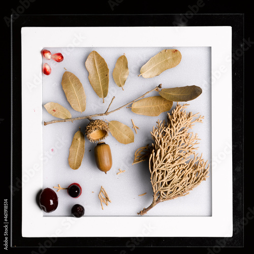 still life picture with small larch branch and acorn and berries on the white background