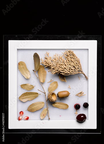 still life picture with small larch branch and acorn and berries on the white background