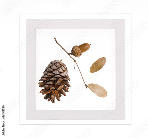 still life picture of small leaves with acorn and pine cone on the white background