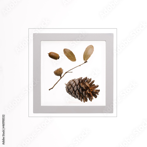 still life picture of small leaves with acorn and pine cone on the white background