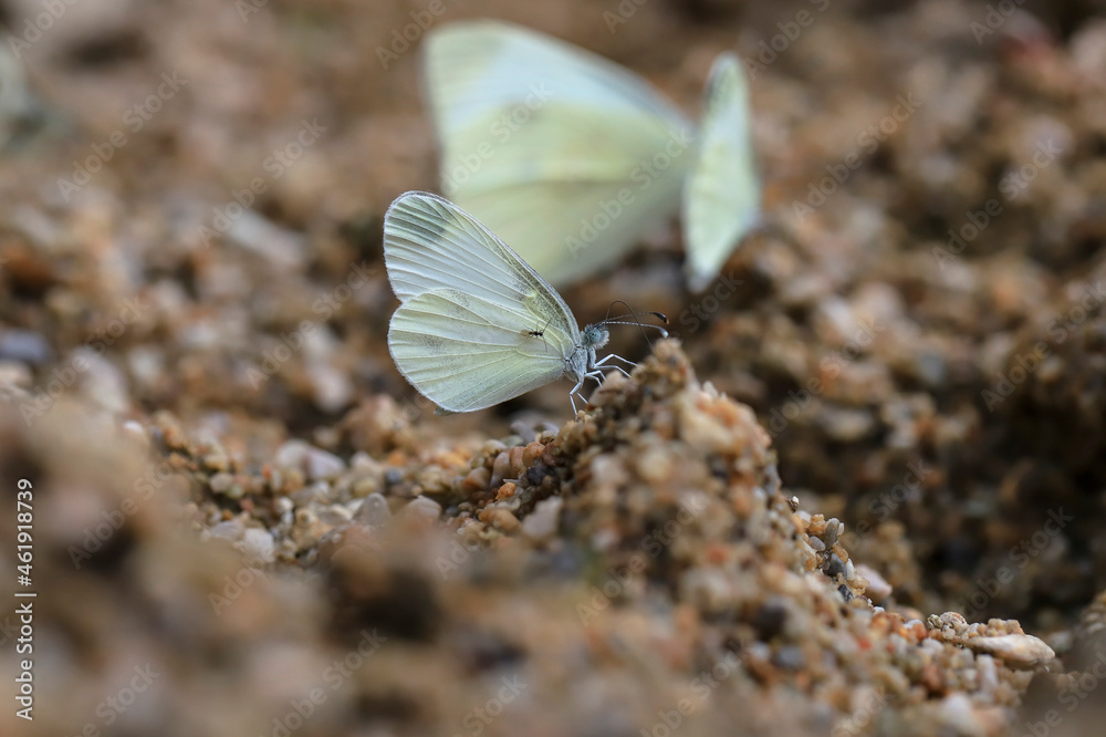 Delicate Forest White butterfly ( Leptidea sinapis ) taking minerals from the ground