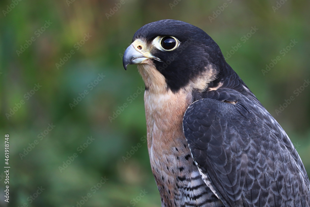 Fototapeta premium Side protrait of a Peregraine Falcons head