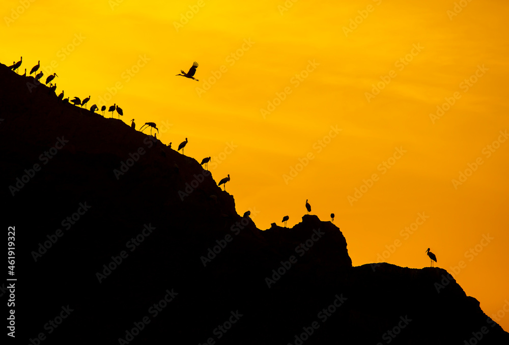storks are resting in the evening in migration fatigue