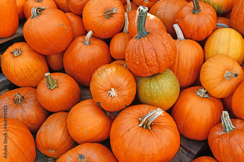 Pile of orange large Halloween pumpkins used for carving