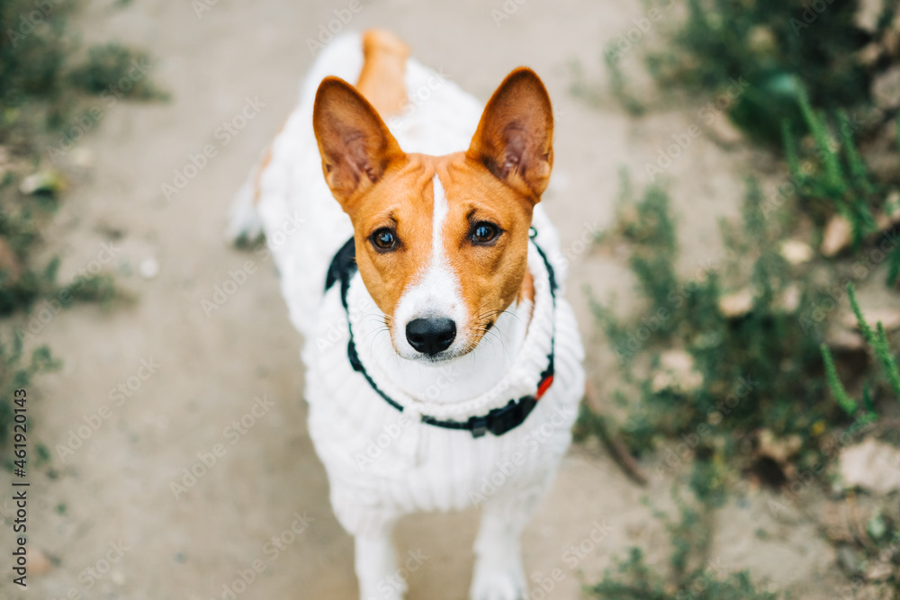 Portrait of basenji dog looking on camera while walking in a park.