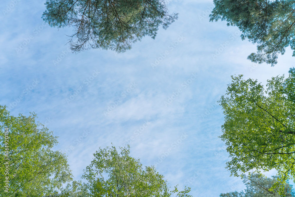 ree crowns in springlike green, view from bottom up. fir and beech leaves. blue sky with copy space ree crowns in springlike green, view from bottom up. fir and beech leaves. blue sky with copy space