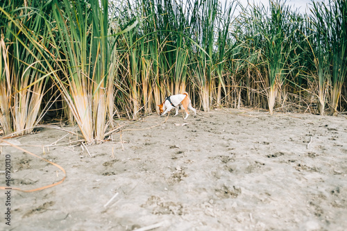 Basenji dog hunting on a river shore in the reeds. photo