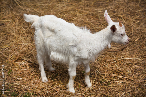 Little cute goat grazes in the hay.