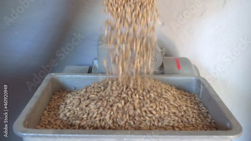Barley is placed by women's hands in a mill in the process of brewing beer.