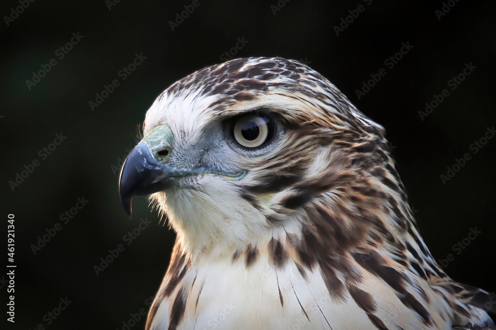 Macro view of a adult Red Tail Hawk head Macro view of a adult Red Tail Hawk head