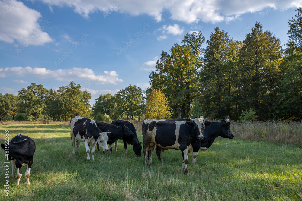 Cows grazing on a sunny meadow in summer. Cows grazing on a sunny meadow in summer.