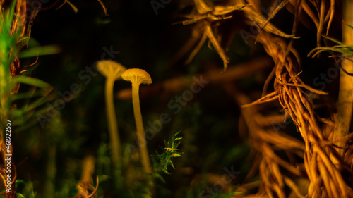 mushrooms in the forest