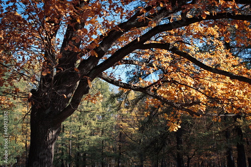 autumn in the park