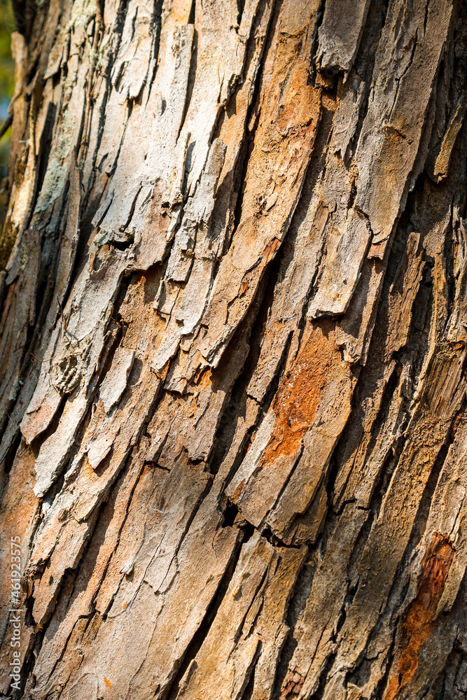 Nice pine tree texture Nice pine tree texture
