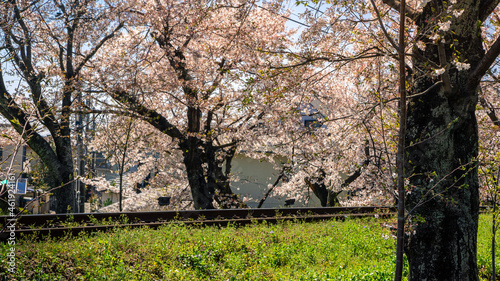 Japanese railroad track landscape with flourishing cherry along railway. Japan
