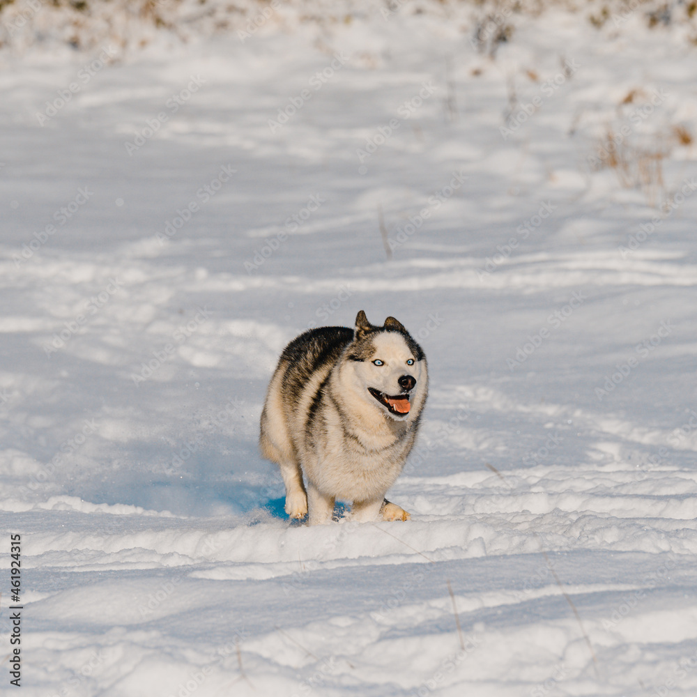 Winter and dog, husky on a walk, jumping in the snow. Winter and dog, husky on a walk, jumping in the snow.