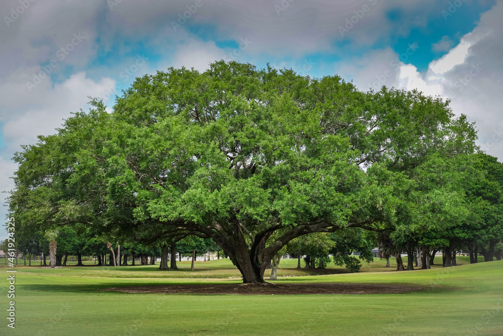 Huge Oak Tree Close Up