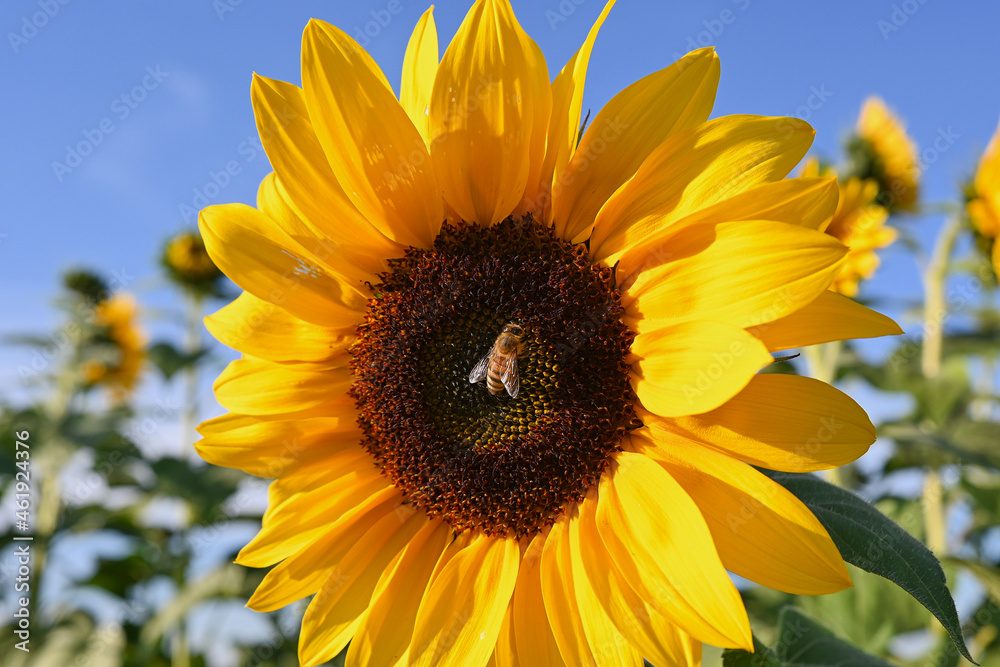 one bee collecting pollen on a sunflower on a sunny day one bee collecting pollen on a sunflower on a sunny day