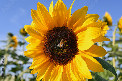 one bee collecting pollen on a sunflower on a sunny day