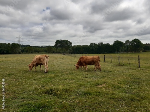 Vacas pastando en un prado de Galicia