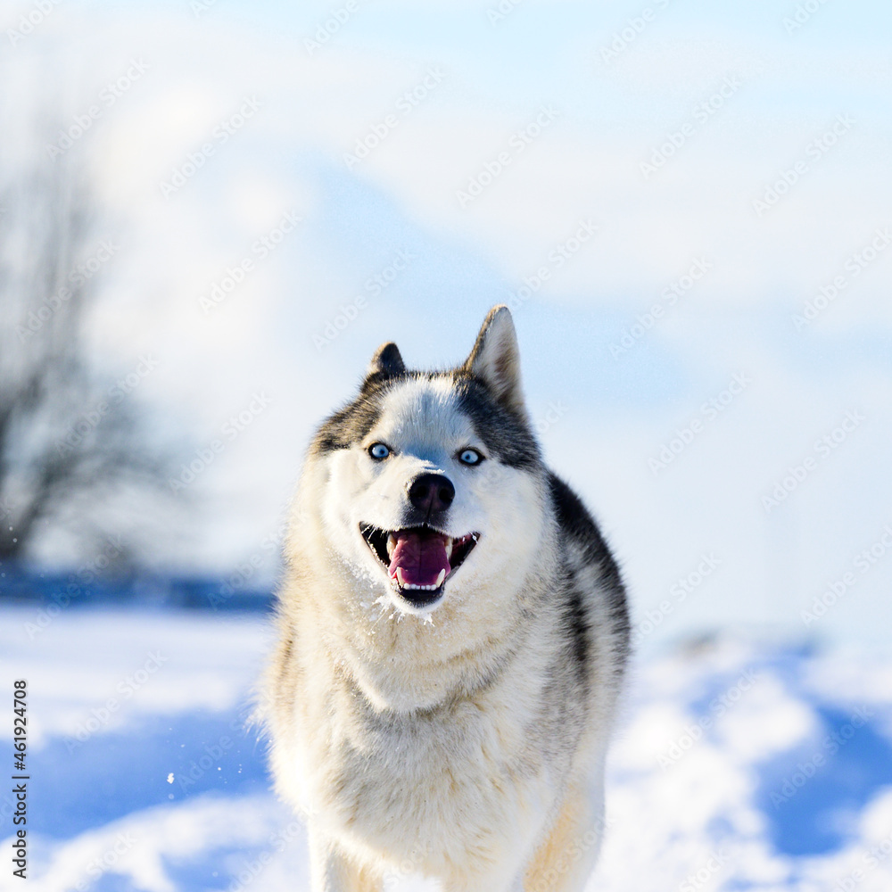 Husky jogging in the field, snowy road and dog.