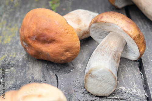 white mushroom (Bolétus edúlis) lying on the table, close-up