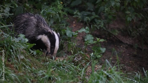 A wild British (European) Badger which was found on a local nature reserve. It had found some overspilled bird seed from the bird feeder above (out of shot) and was feeding on the left overs! photo